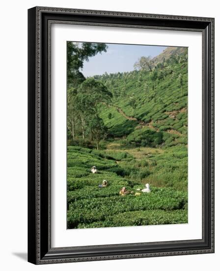 Women Picking Tea in a Tea Plantation, Munnar, Western Ghats, Kerala State, India, Asia-Gavin Hellier-Framed Photographic Print