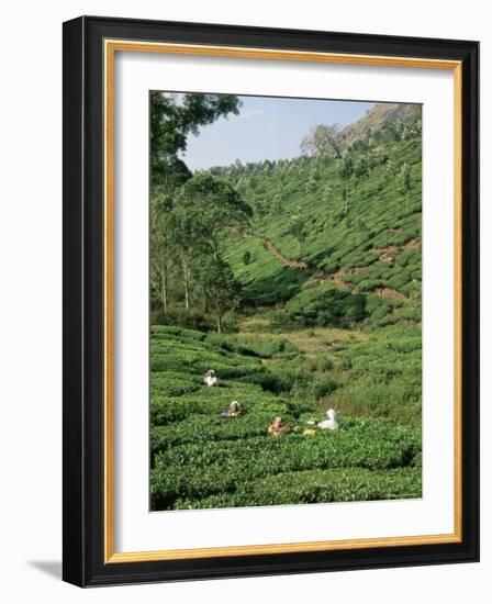 Women Picking Tea in a Tea Plantation, Munnar, Western Ghats, Kerala State, India, Asia-Gavin Hellier-Framed Photographic Print