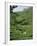 Women Picking Tea in a Tea Plantation, Munnar, Western Ghats, Kerala State, India, Asia-Gavin Hellier-Framed Photographic Print