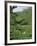 Women Picking Tea in a Tea Plantation, Munnar, Western Ghats, Kerala State, India, Asia-Gavin Hellier-Framed Photographic Print