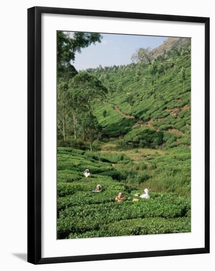 Women Picking Tea in a Tea Plantation, Munnar, Western Ghats, Kerala State, India, Asia-Gavin Hellier-Framed Photographic Print