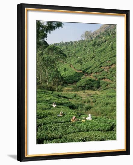 Women Picking Tea in a Tea Plantation, Munnar, Western Ghats, Kerala State, India, Asia-Gavin Hellier-Framed Photographic Print