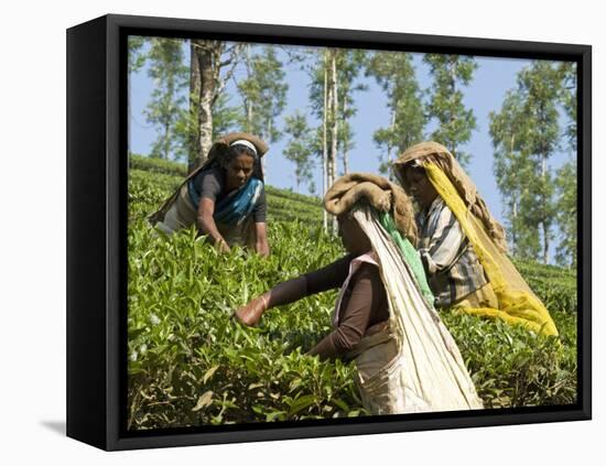 Women Picking Tea, Vythiri, Wayanard District, Kerala, India, Asia-Annie Owen-Framed Premier Image Canvas