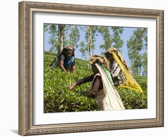 Women Picking Tea, Vythiri, Wayanard District, Kerala, India, Asia-Annie Owen-Framed Photographic Print