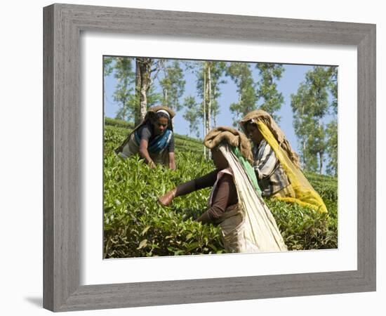 Women Picking Tea, Vythiri, Wayanard District, Kerala, India, Asia-Annie Owen-Framed Photographic Print