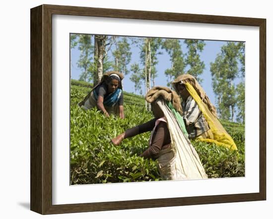 Women Picking Tea, Vythiri, Wayanard District, Kerala, India, Asia-Annie Owen-Framed Photographic Print