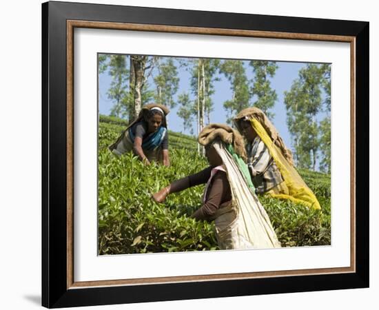 Women Picking Tea, Vythiri, Wayanard District, Kerala, India, Asia-Annie Owen-Framed Photographic Print