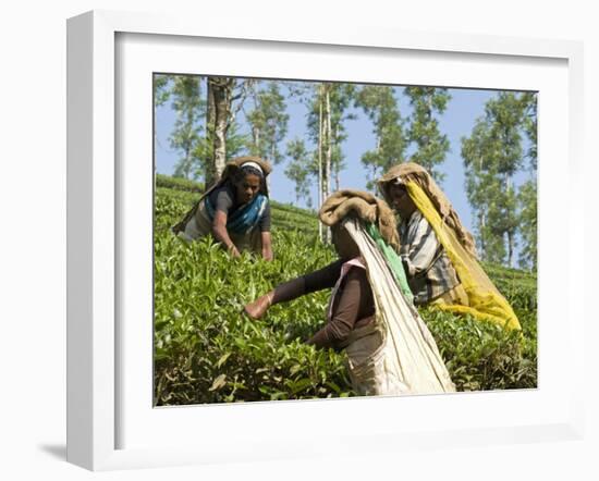 Women Picking Tea, Vythiri, Wayanard District, Kerala, India, Asia-Annie Owen-Framed Photographic Print