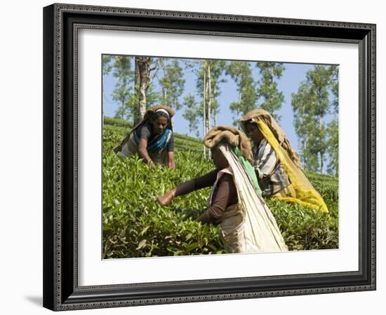 Women Picking Tea, Vythiri, Wayanard District, Kerala, India, Asia-Annie Owen-Framed Photographic Print