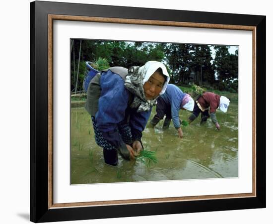 Women Planting Rice in Paddy, Kurobe, Toyama Prefecture-Ted Thai-Framed Photographic Print