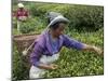 Women Plucking Tea, Fikkal, Nepal, Asia-Eitan Simanor-Mounted Photographic Print