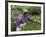 Women Plucking Tea, Fikkal, Nepal, Asia-Eitan Simanor-Framed Photographic Print