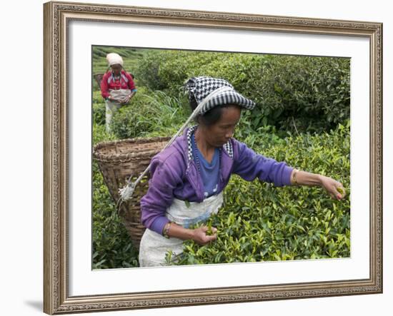 Women Plucking Tea, Fikkal, Nepal, Asia-Eitan Simanor-Framed Photographic Print