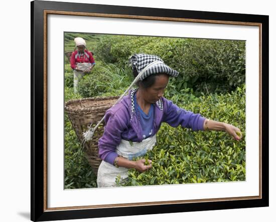 Women Plucking Tea, Fikkal, Nepal, Asia-Eitan Simanor-Framed Photographic Print