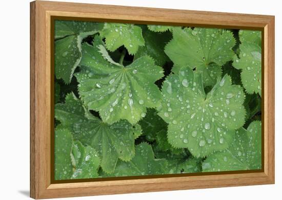 Women's Casing, Leaves, Drops of Water-Herbert Kehrer-Framed Premier Image Canvas