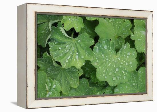 Women's Casing, Leaves, Drops of Water-Herbert Kehrer-Framed Premier Image Canvas