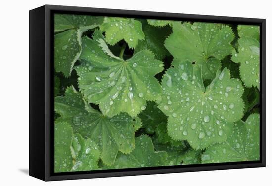 Women's Casing, Leaves, Drops of Water-Herbert Kehrer-Framed Premier Image Canvas