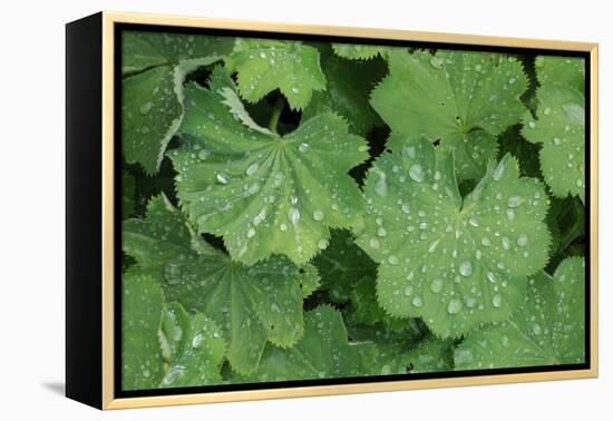 Women's Casing, Leaves, Drops of Water-Herbert Kehrer-Framed Premier Image Canvas