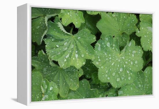 Women's Casing, Leaves, Drops of Water-Herbert Kehrer-Framed Premier Image Canvas