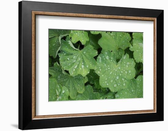 Women's Casing, Leaves, Drops of Water-Herbert Kehrer-Framed Photographic Print