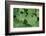 Women's Casing, Leaves, Drops of Water-Herbert Kehrer-Framed Photographic Print