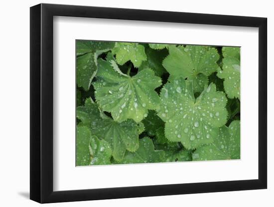 Women's Casing, Leaves, Drops of Water-Herbert Kehrer-Framed Photographic Print