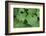 Women's Casing, Leaves, Drops of Water-Herbert Kehrer-Framed Photographic Print