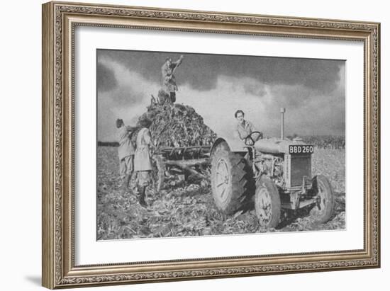 Women's Land Army Lifting a Crop, World War II, 1940-null-Framed Giclee Print