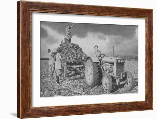 Women's Land Army Lifting a Crop, World War II, 1940-null-Framed Giclee Print