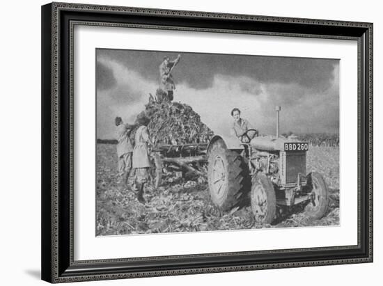 Women's Land Army Lifting a Crop, World War II, 1940-null-Framed Giclee Print