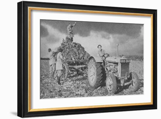 Women's Land Army Lifting a Crop, World War II, 1940-null-Framed Giclee Print