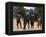 Women Sing and Dance Before the Bull Jumping, Turmi, Ethiopia-Jane Sweeney-Framed Premier Image Canvas