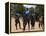 Women Sing and Dance Before the Bull Jumping, Turmi, Ethiopia-Jane Sweeney-Framed Premier Image Canvas