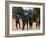 Women Sing and Dance Before the Bull Jumping, Turmi, Ethiopia-Jane Sweeney-Framed Photographic Print