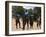 Women Sing and Dance Before the Bull Jumping, Turmi, Ethiopia-Jane Sweeney-Framed Photographic Print