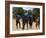 Women Sing and Dance Before the Bull Jumping, Turmi, Ethiopia-Jane Sweeney-Framed Photographic Print