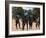 Women Sing and Dance Before the Bull Jumping, Turmi, Ethiopia-Jane Sweeney-Framed Photographic Print