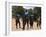 Women Sing and Dance Before the Bull Jumping, Turmi, Ethiopia-Jane Sweeney-Framed Photographic Print