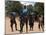 Women Sing and Dance Before the Bull Jumping, Turmi, Ethiopia-Jane Sweeney-Mounted Photographic Print