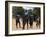 Women Sing and Dance Before the Bull Jumping, Turmi, Ethiopia-Jane Sweeney-Framed Photographic Print