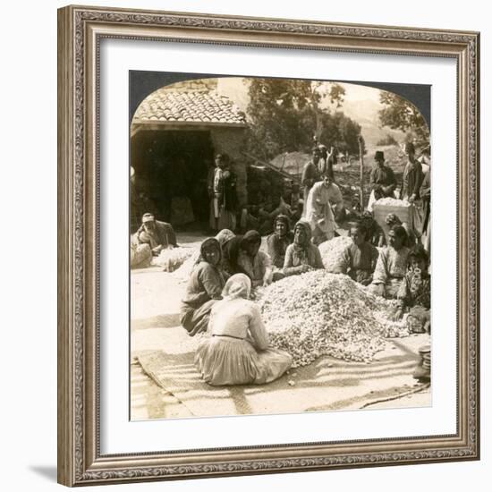 Women Sorting Large Piles of Silk Cocoons, Antioch, Syria, 1900s-Underwood & Underwood-Framed Giclee Print