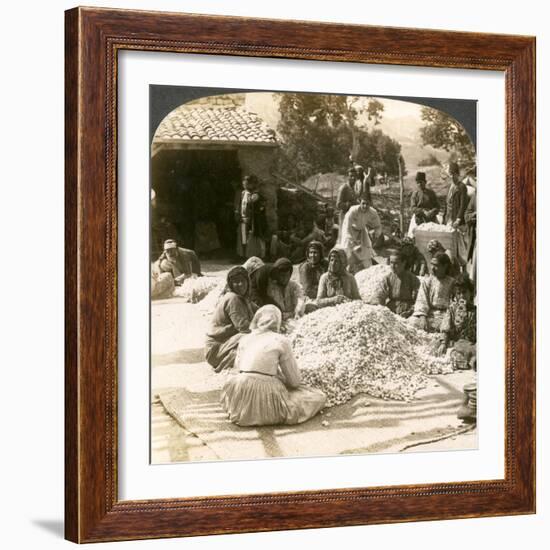 Women Sorting Large Piles of Silk Cocoons, Antioch, Syria, 1900s-Underwood & Underwood-Framed Giclee Print