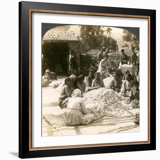 Women Sorting Large Piles of Silk Cocoons, Antioch, Syria, 1900s-Underwood & Underwood-Framed Giclee Print