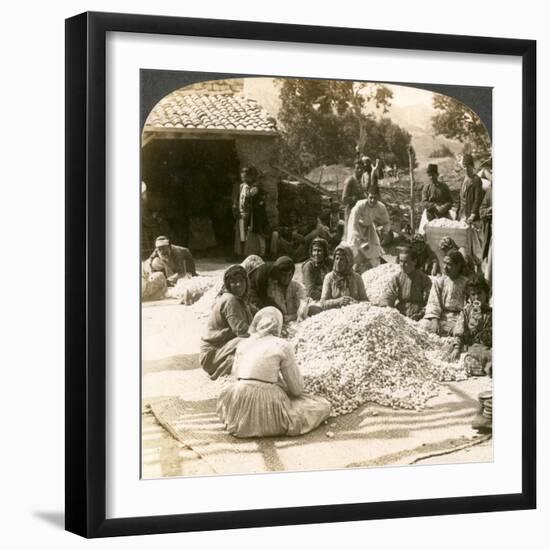 Women Sorting Large Piles of Silk Cocoons, Antioch, Syria, 1900s-Underwood & Underwood-Framed Giclee Print