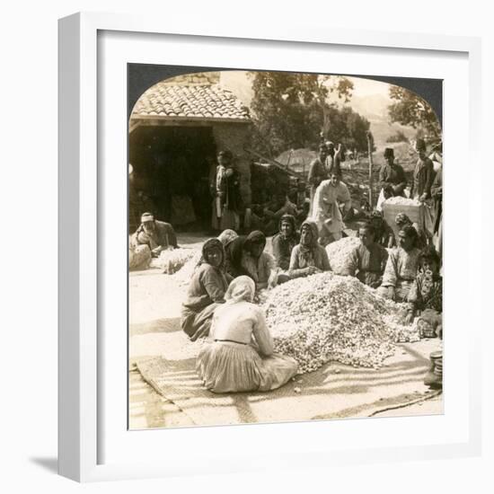 Women Sorting Large Piles of Silk Cocoons, Antioch, Syria, 1900s-Underwood & Underwood-Framed Giclee Print