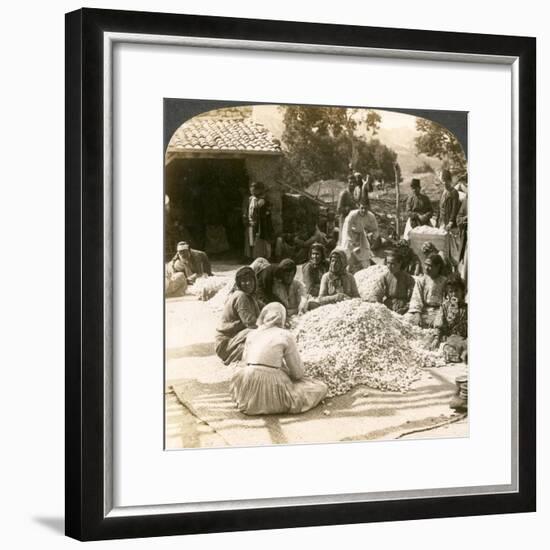 Women Sorting Large Piles of Silk Cocoons, Antioch, Syria, 1900s-Underwood & Underwood-Framed Giclee Print