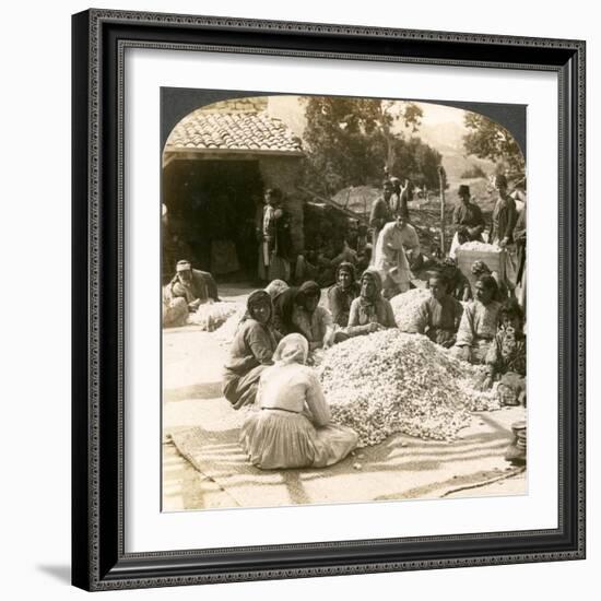 Women Sorting Large Piles of Silk Cocoons, Antioch, Syria, 1900s-Underwood & Underwood-Framed Giclee Print