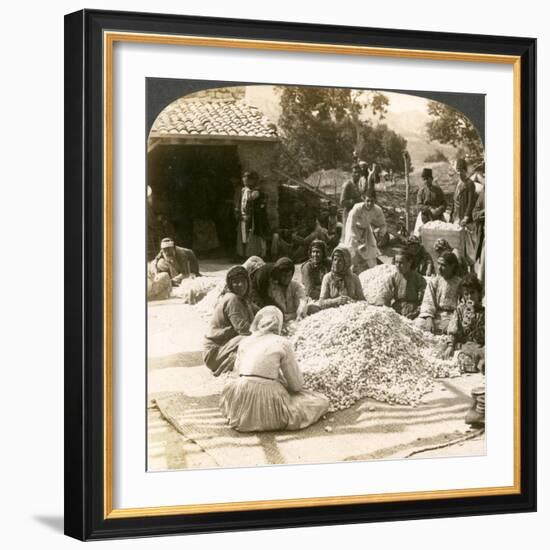 Women Sorting Large Piles of Silk Cocoons, Antioch, Syria, 1900s-Underwood & Underwood-Framed Giclee Print