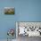 Women Tea Pickers, Tea Hills, Hill Country, Nuwara Eliya, Sri Lanka, Asia-Gavin Hellier-Photographic Print displayed on a wall