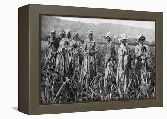 Women Tending Young Sugar Canes in Jamaica, 1922-null-Framed Premier Image Canvas